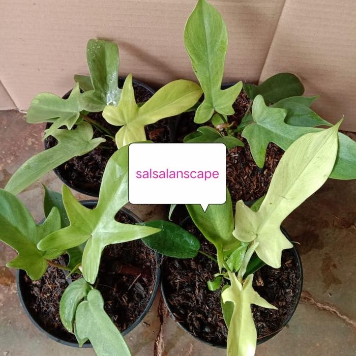 Tanaman Hias-Pilodendron Florida Ghost Mint/Merpati-Pilo