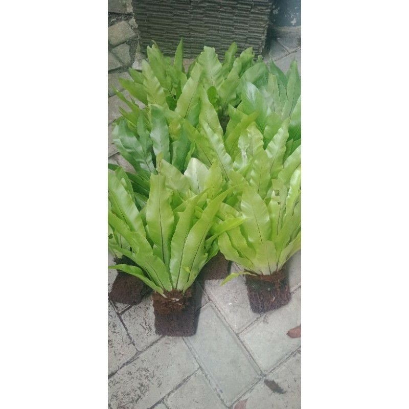 

Kadaka/tanaman hias kadaka mini sp/pohon kadaka sarang burung