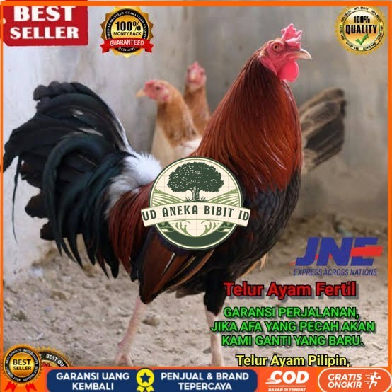 

Telur ayam hias pilipin fertil bisa ditetaskan Langsung UD ANEKA BIBIT ID