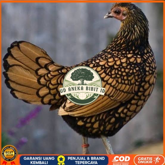 

Telur ayam serama / kate batik italy kanada fertil asli siap tetas UD ANEKA BIBIT ID