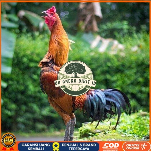 

Telur ayam bangkok pama mangon petarung fertil siap ditetaskan UD ANEKA BIBIT ID