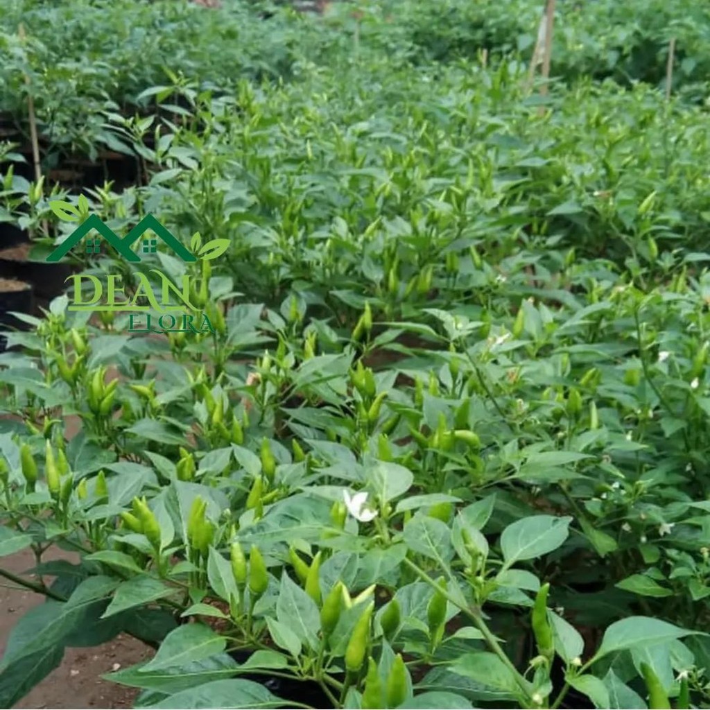 Pohon Cabe Rawit Berbuah - Tanaman Pohon Cabe Rawit Berbuah Lebat