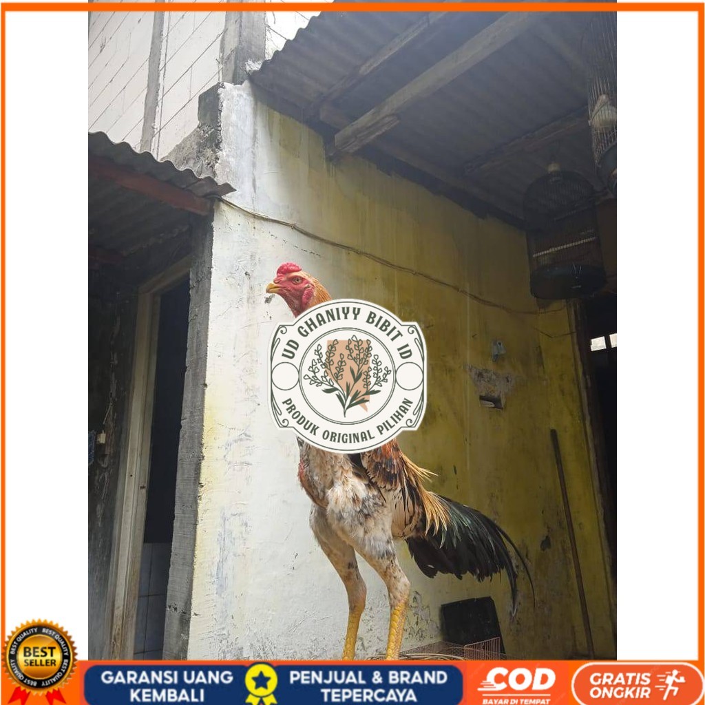 

Telur ayam bangkok shamo eropa / ayam petarung aduan untuk ditetaskan UD GHANIYY BIBIT ID