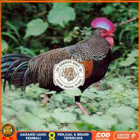 

Telur ayam hutan x jawa bekisar fertil siap ditetaskan - ayam hutan UD GHANIYY BIBIT ID