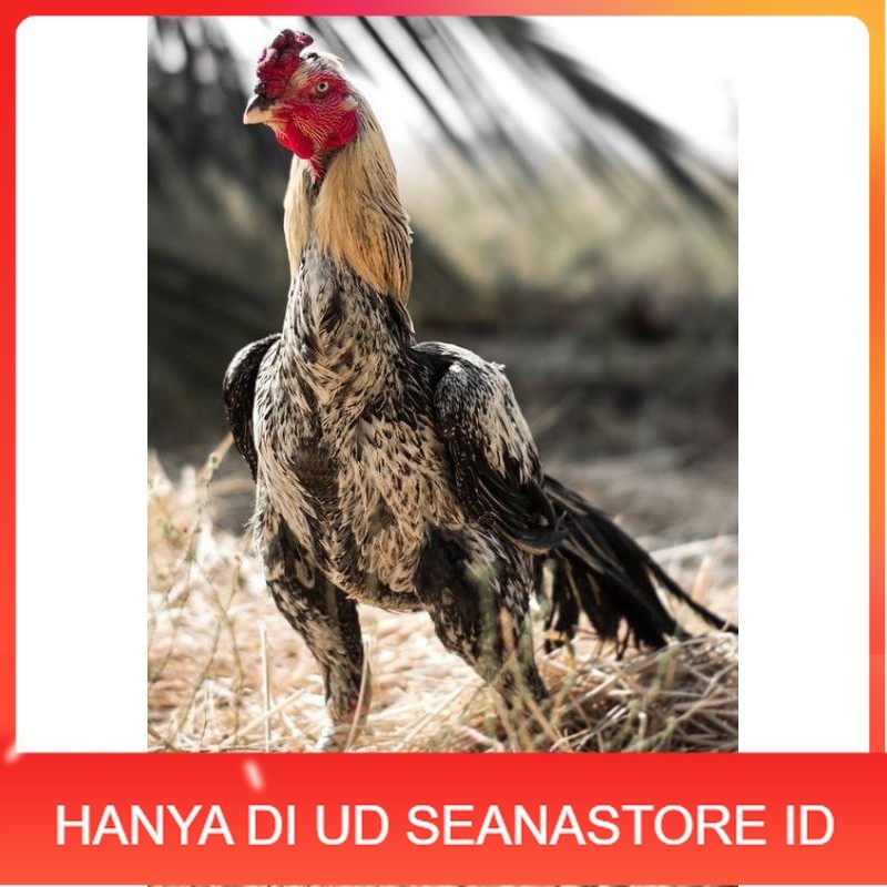 

PAMA NINJA TELUR FRESH PROMO FERTIL UD SEANASTORE ID