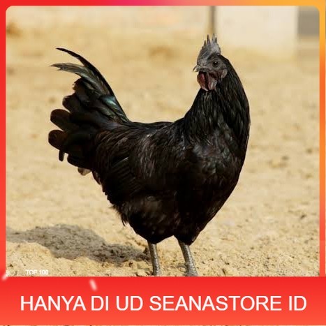 

Telur ayam cemani / telur ayam hias / telur fertil siap kirim UD SEANASTORE ID