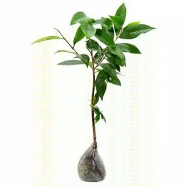 Bibit pohon salam - pohon salam - daun salam