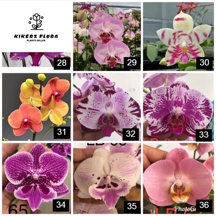 anggrek bulan dewasa jumbo