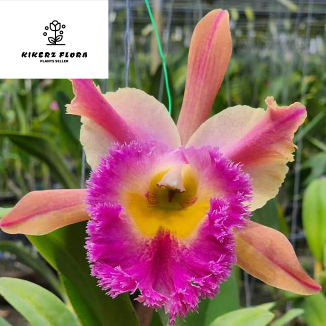 Anggrek Rlc. Thamai Glory 'clone #001' CATTLEYA TAIWAN remaja / dewasa (sudah berbunga berkali-kali)