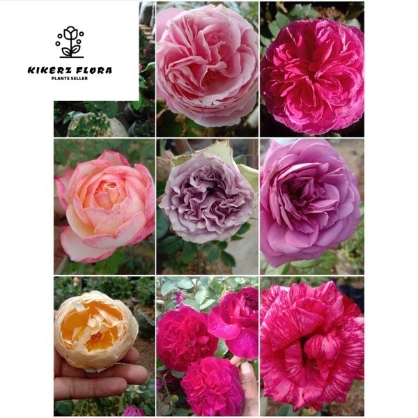 Mawar Import-mawar import murah BEBAS PILIH bibit