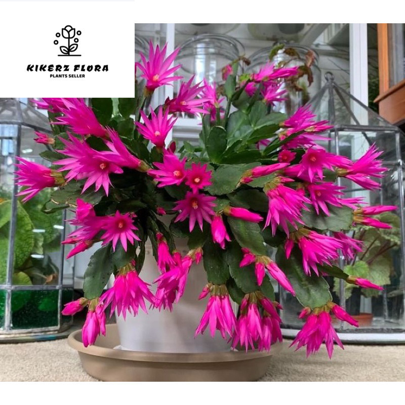 BUNGA WIJAYA KUSUMA UNGU // TANAMAN HIAS GANTUNG WIJAYA KUSUMA // KEMBANG WIJAYA KUSUMA ASLI TANAMAN