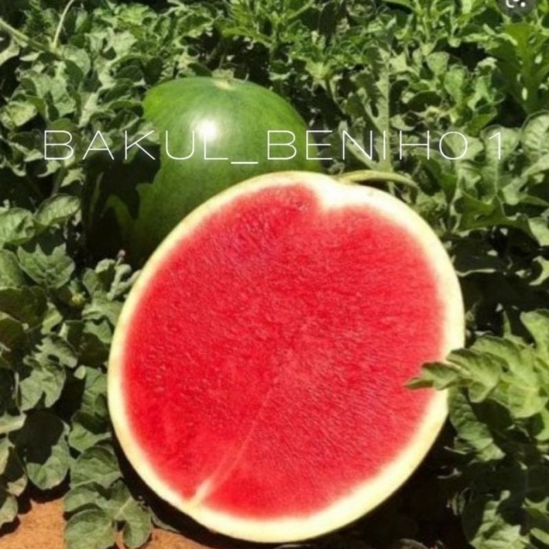 READY 50++ BENIH SEMANGKA MERAH NON BIJI JUMBOAN BIBIT UNGGUL