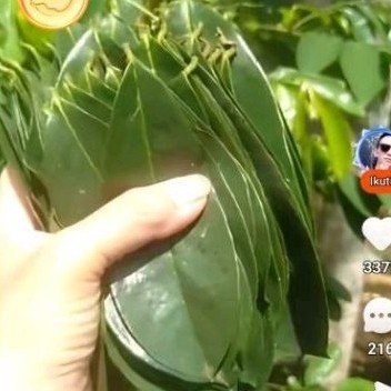 

..Daun sirsak sgar 100 lmbar daun herbal organik3
