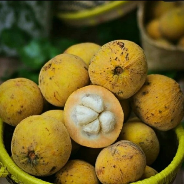 

Buah Kecapi FRESH per KG