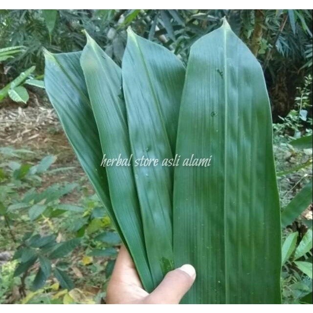 

Daun bambu segar buat herbal/bungkus bacang/bakcang/kicang 100 lbr #terlaris