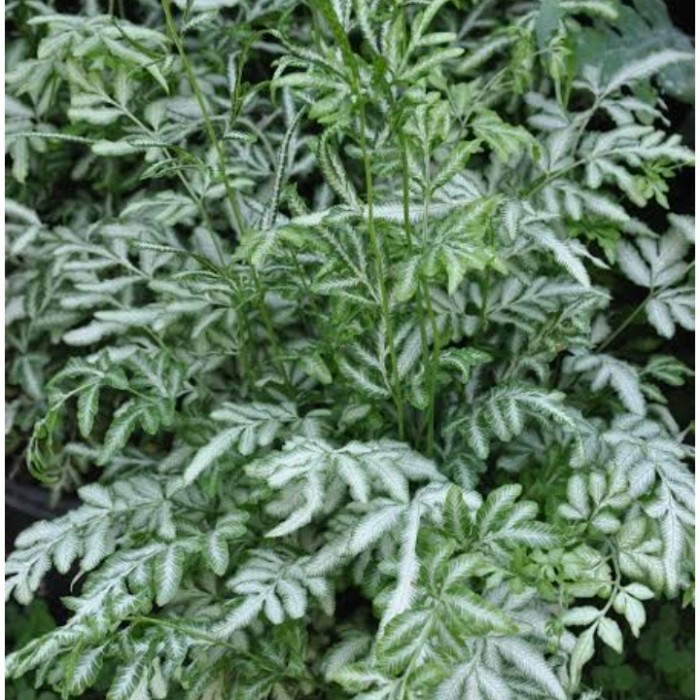 Tanaman Hias Pteris Ensiformis Silver