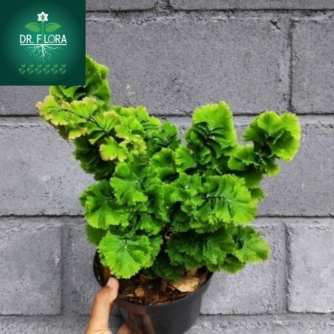 tanaman hias suplir tusuk sate - suplir