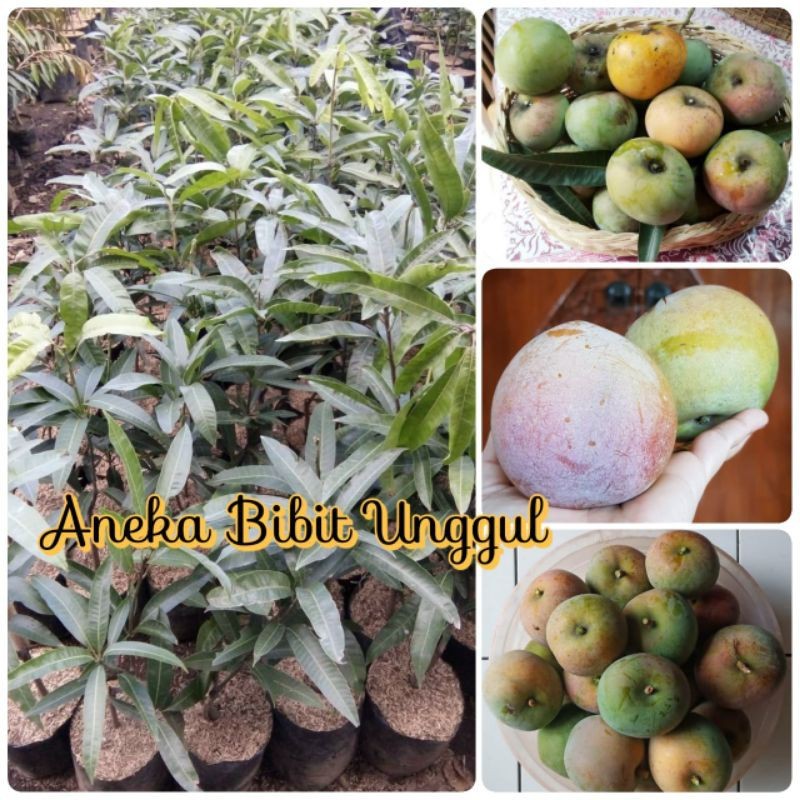 BIBIT BUAH MANGGA APEL Aneka bibit unggul