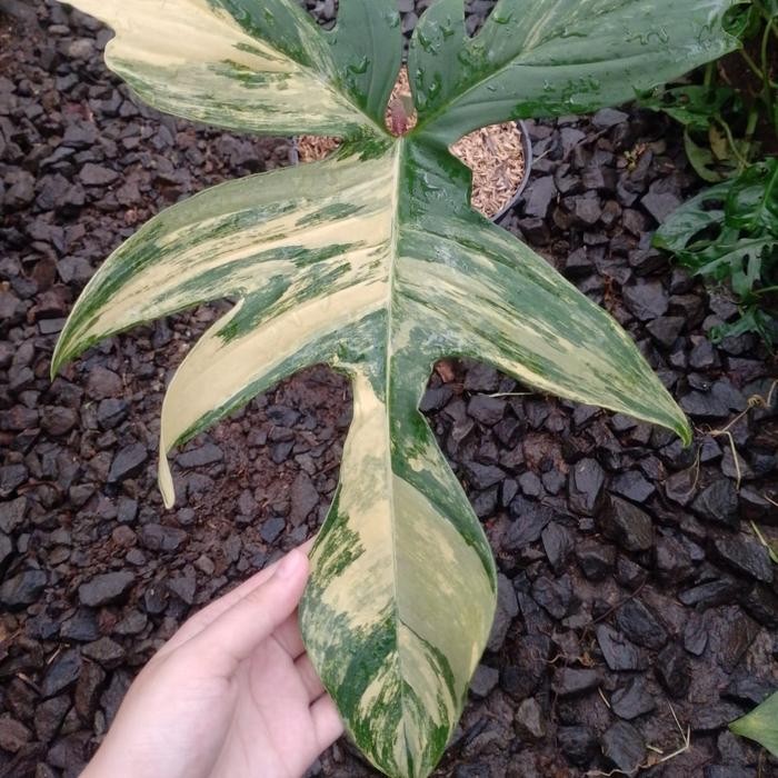 tanaman hias philodendron florida beauty narrow