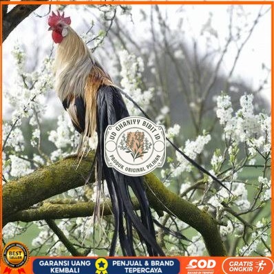 

Telur ayam phoenix onagadori / telur ayam hias fertil siap kirim UD GHANIYY BIBIT ID