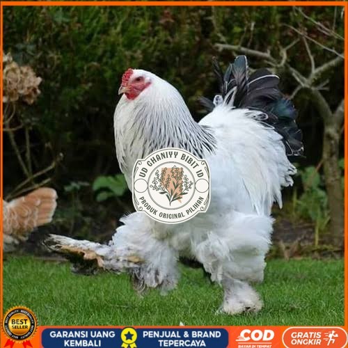 

Telur ayam hias brahma siap ditetaskan UD GHANIYY BIBIT ID