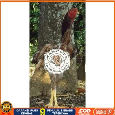 

TELUR AYAM KINGGOR / king GORILA SUPER UNTUK DI TETASKAN UD GHANIYY BIBIT ID