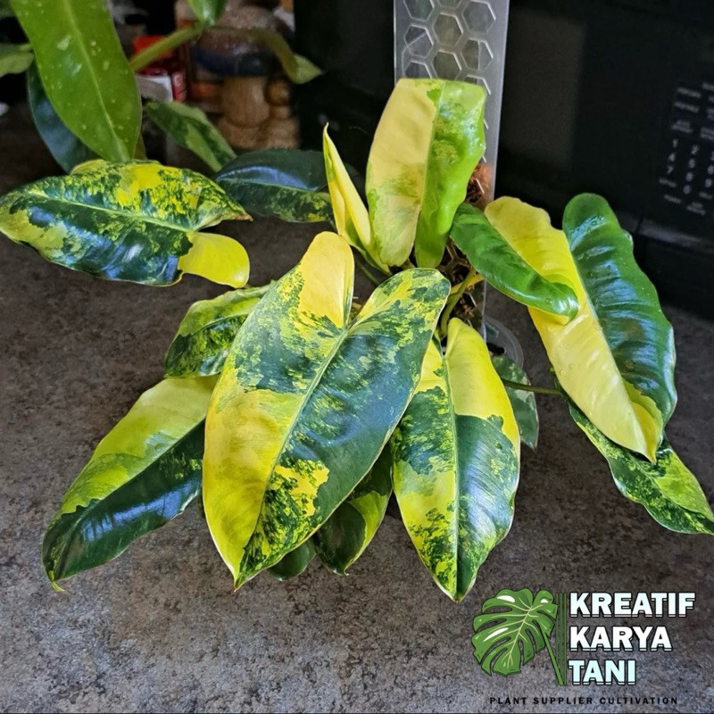 Tanaman Hias Philodendron Burlemax Varigata - Burlemax Varigata Golden