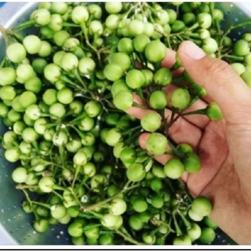 

BUAH TEKOKAK /CEPOKAK /TERONG PIPIT SEGAR ready stok #terlaris