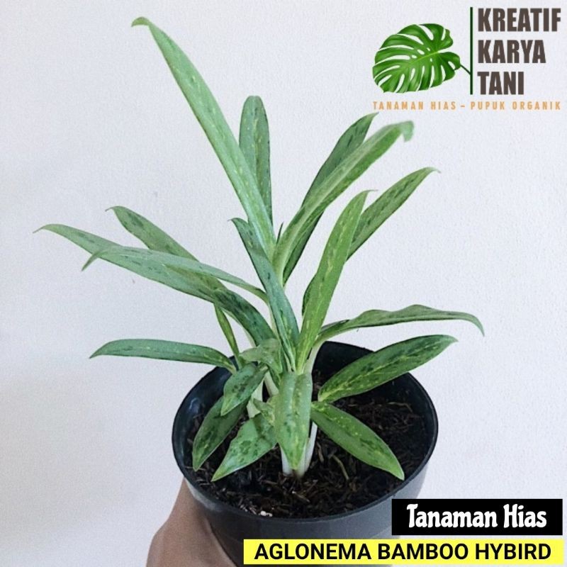 Aglonema blanceng bambu - Aglonema bamboo silver
