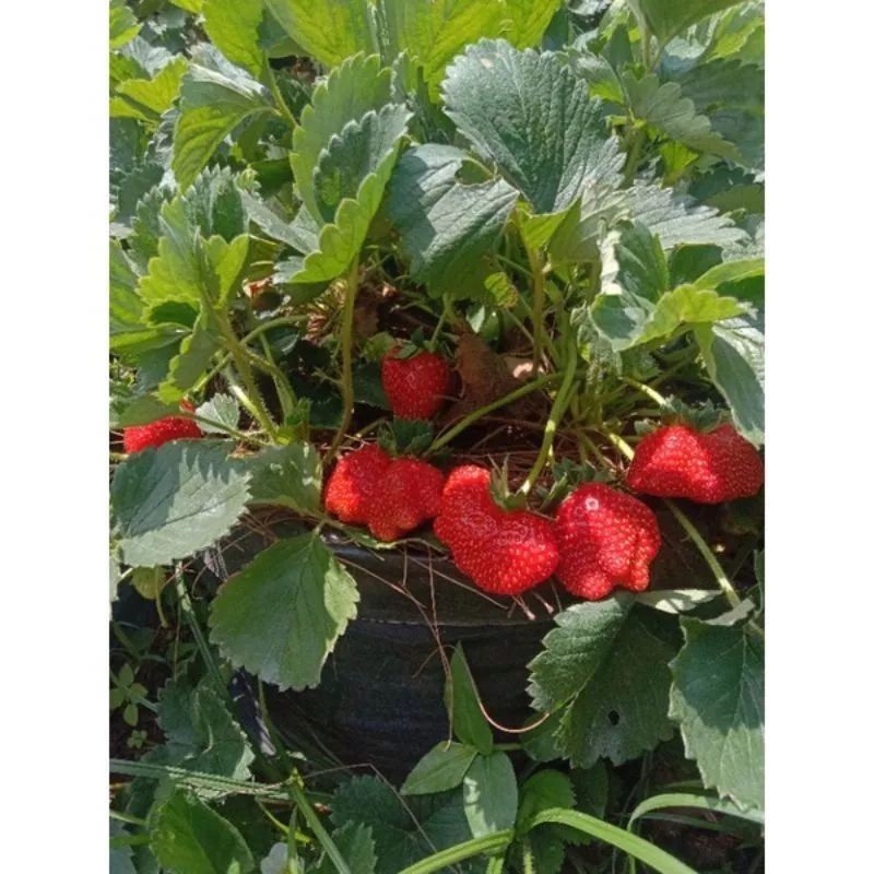 Tanaman Bibit Buah STRAWBERRY SUDAH BERBUAH / BERBUNGA MENCIR