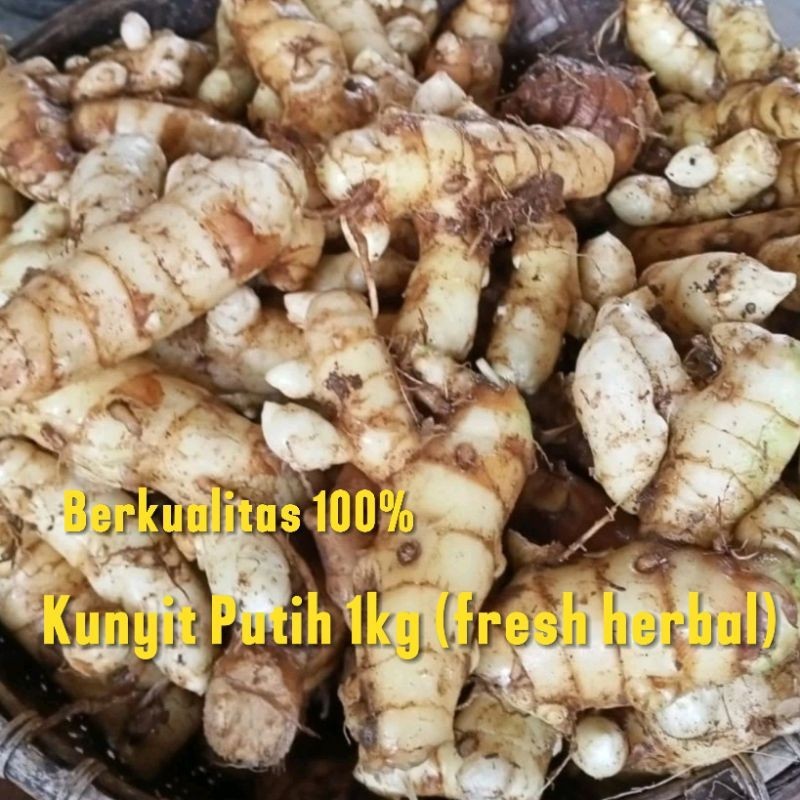 

KUNYIT PUTIH/TEMU PUTIH/OBAT KUNYIT KEMASAN 1 KG KONENG BODAS SEGAR FRESH YL