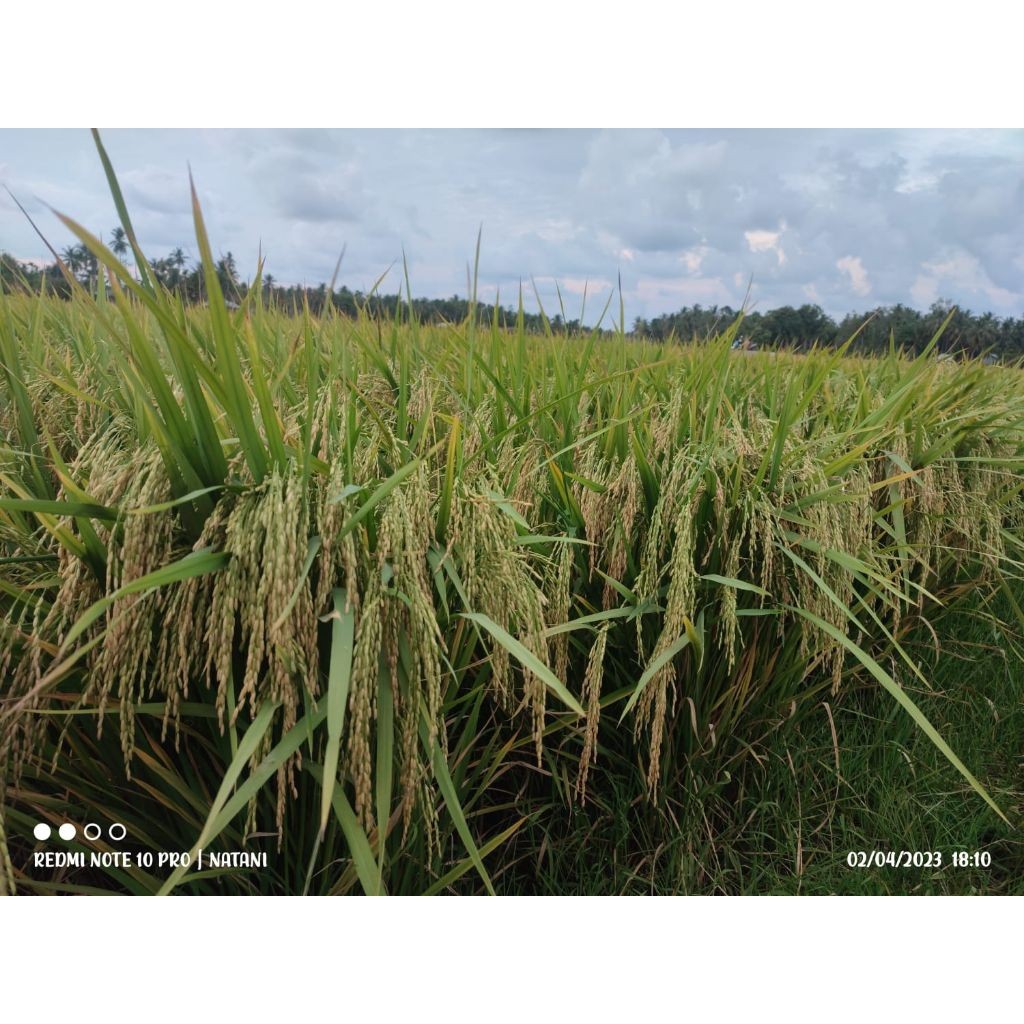 Benih padi MR 263 kemasan 5kg