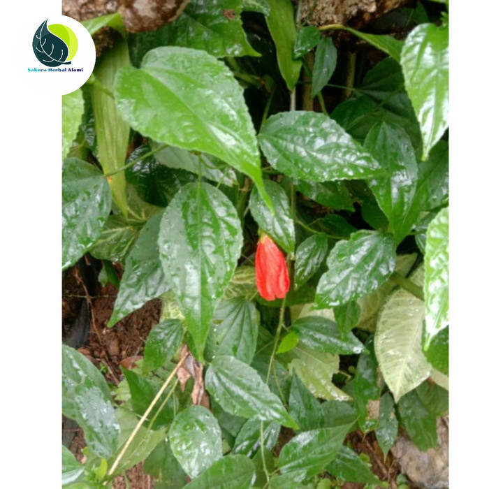 

Daun wera segar 100gram penurun panas