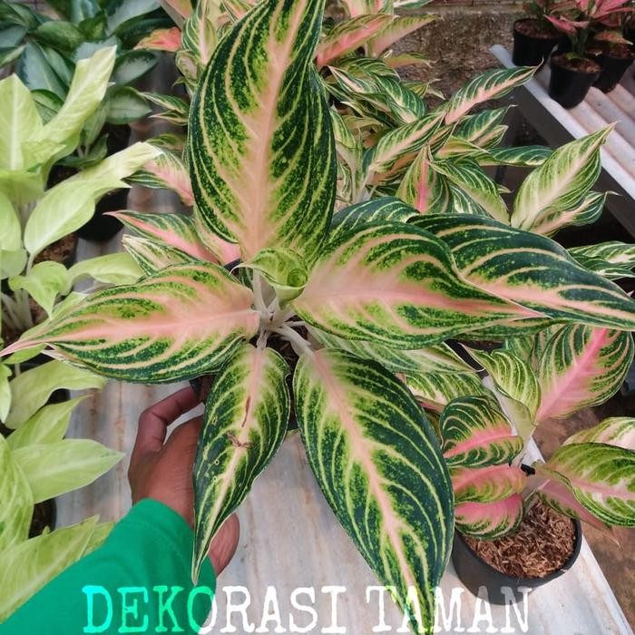 tanaman hias aglonema sunset/ aglonema sunset remaja