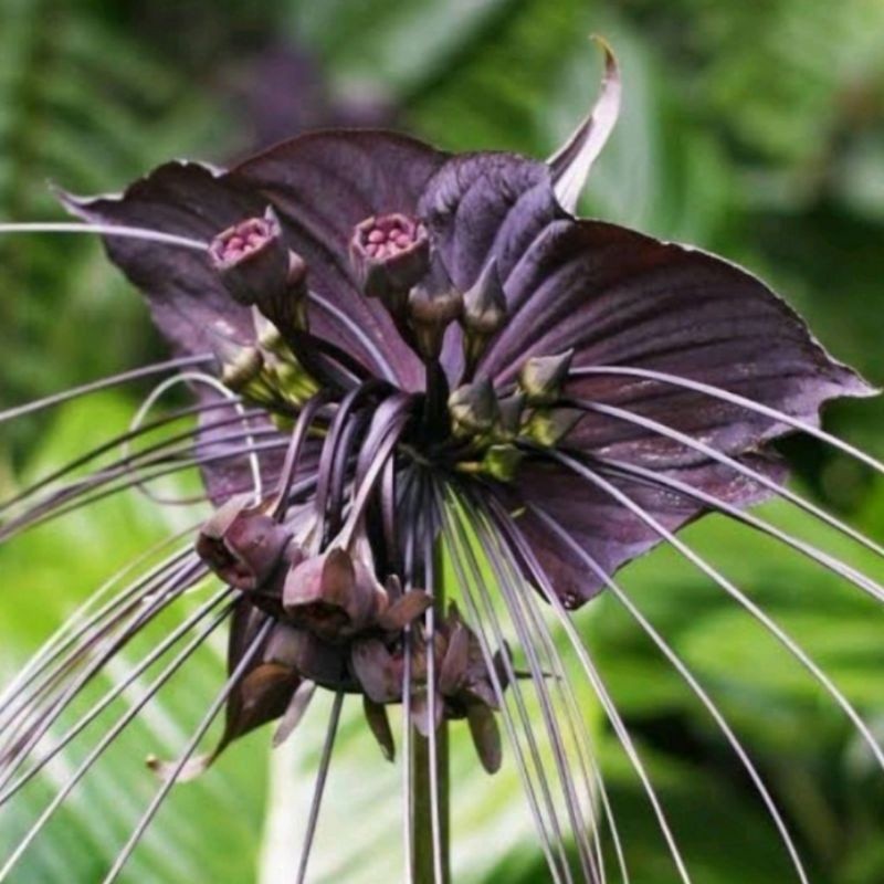 tanaman hias taca/kelelawar hitam