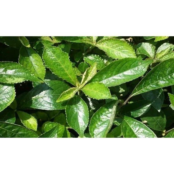 

Promo Daun Keji Beling atau Pecah Beling Segar 500 gram - S Herbal