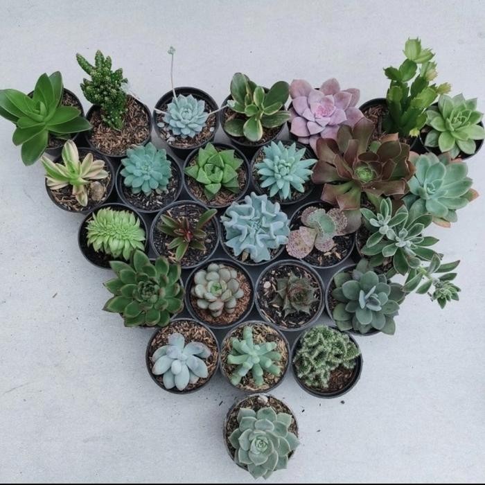 Paket Kaktus Sukulen Berisi 10 Tumbuhan Termasuk Pot