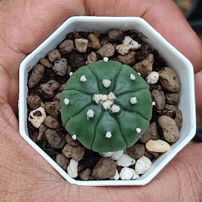 Kaktus astrophytum asterias kikko - A