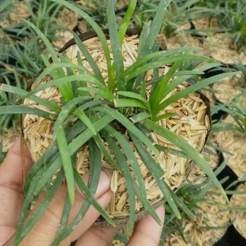(KUCAI MINI) TANAMAN TAMAN RUMPUT KUCAI/TANAMAN PENGGANTI RUMPUT