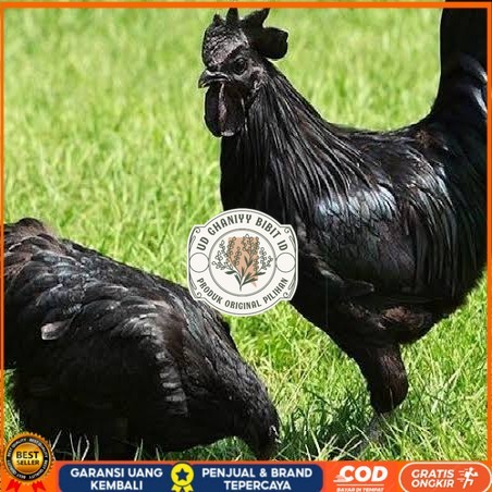 Telur ayam hias cemani lidah hitam fertil asli siap ditetaskan - ayam cemani UD GHANIYY BIBIT ID