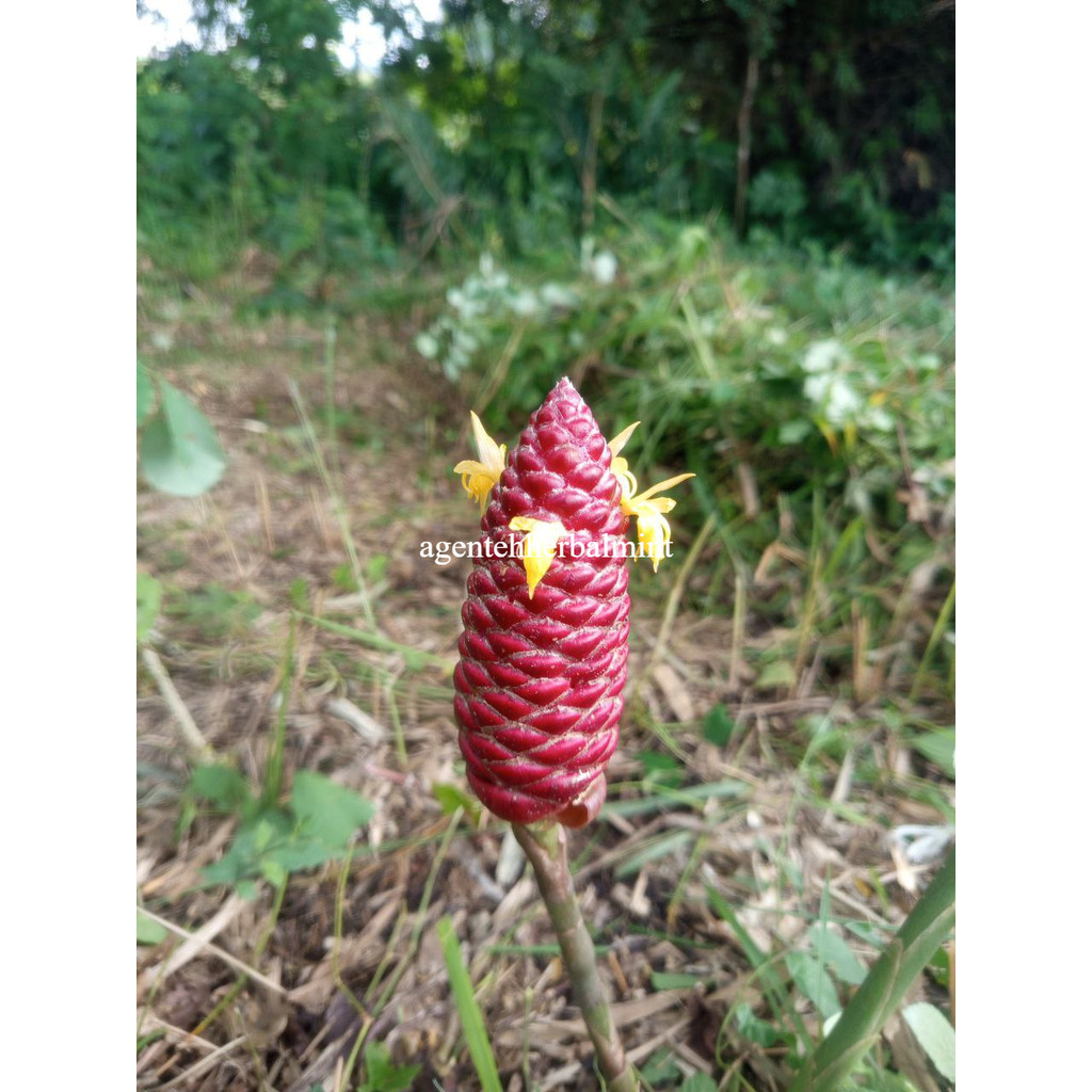 

Fresh Lempuyang tanaman rempah puyang segar 250gr murah