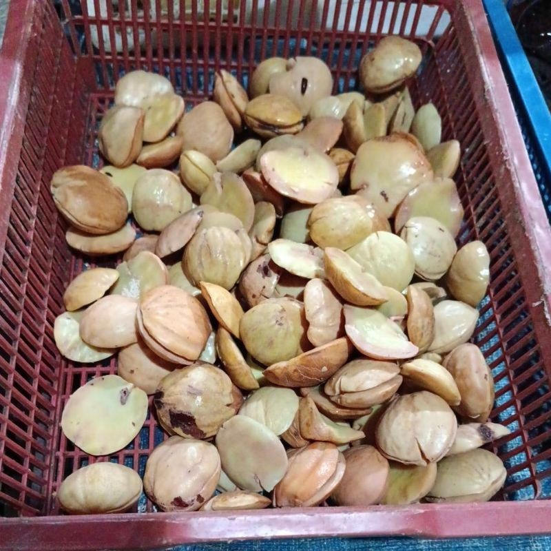 

Jengkol Rebus