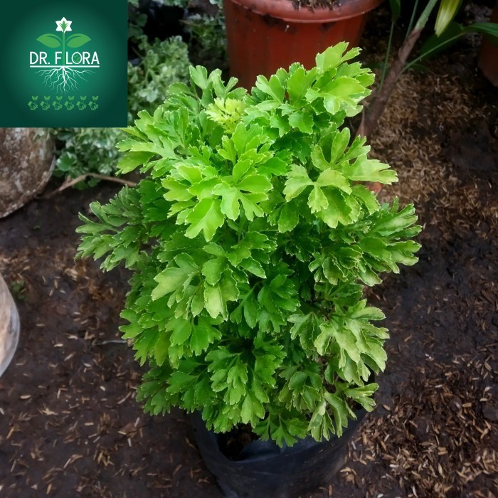 tanaman hias andong laut - andong laut hijau - merkitik