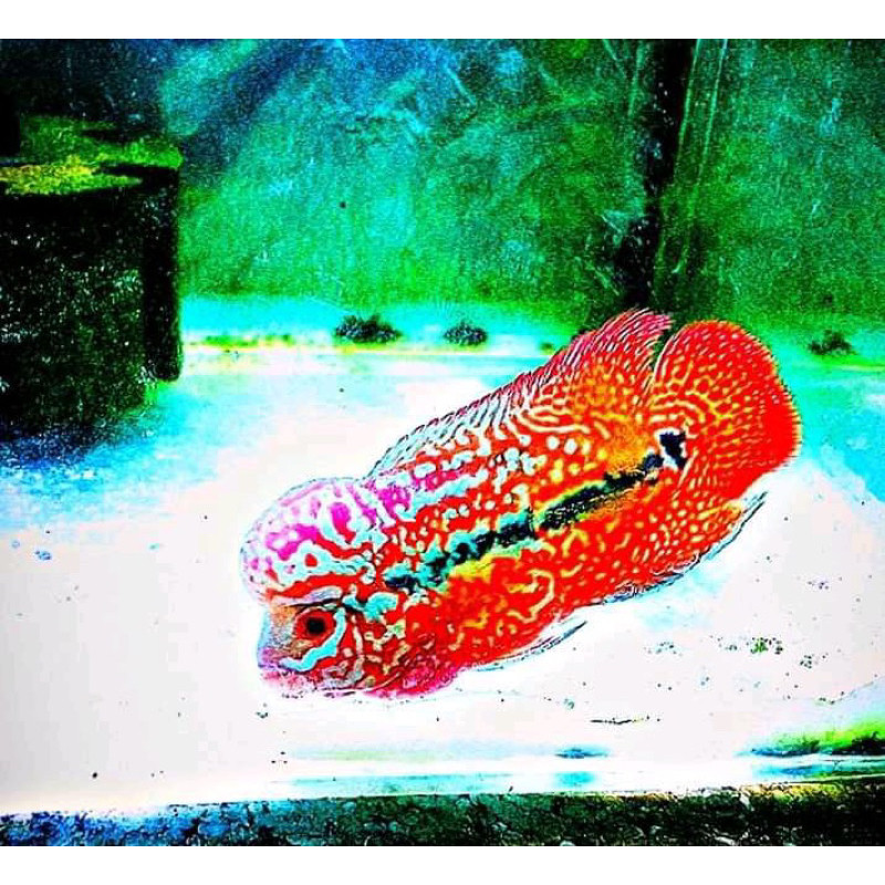 beli3bonus1 Burayak Louhan kamfa SuperRed