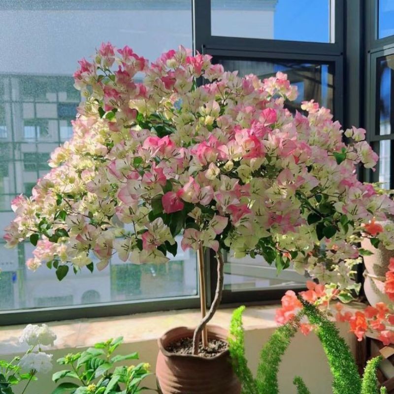 (BISA COD) PROMO! Bibit Tanaman Hias Bugenville Bunga Kembang Kertas Bibit Tanaman Bougenville Kemba