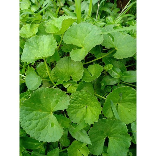 

Daun pegagan atau pegangan segar 100gram antanan organik Alam Herbal 28