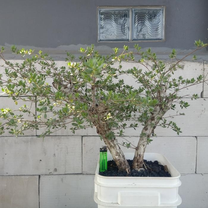 Bahan Bonsai Santigi Karang Medium