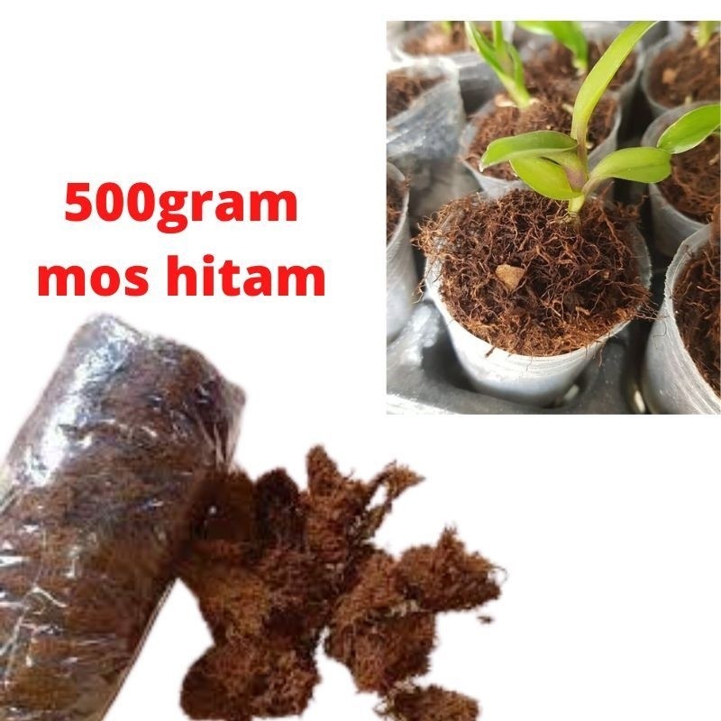 

PROMO!! AKAR KADAKA-MOS HITAM MEDIA TANAM ANGGREK