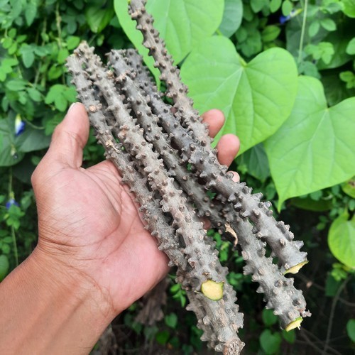 

Jual 10 Batang Brotowali, Bratawali, akar ali-ali Obat Herbal Segar Dadakan+Bonus