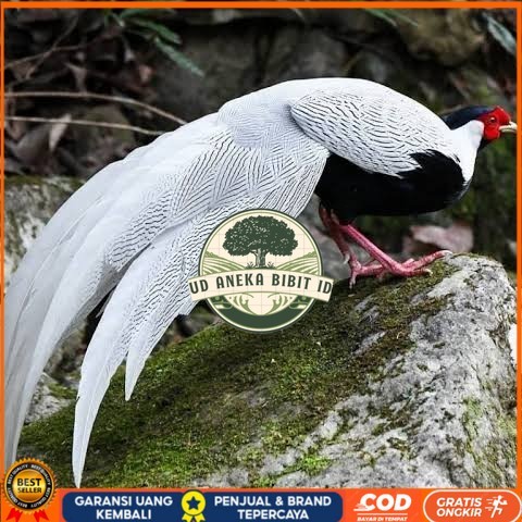 

Telur ayam hias ringneck silver pheasant fertil siap ditetaskan UD ANEKA BIBIT ID